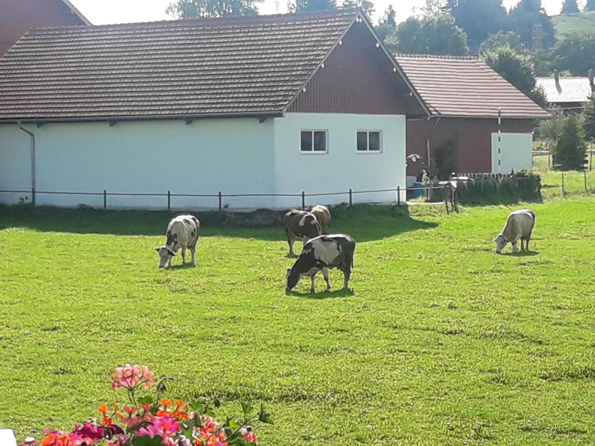 Gaestehaus Reisacher - Einzelzimmer Peiting Eksteriør bilde